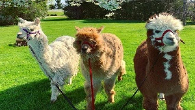 three alpacas standing side by side