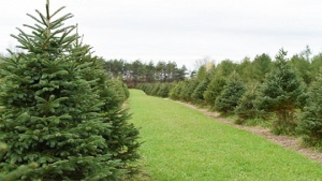trees located at tree lane farms