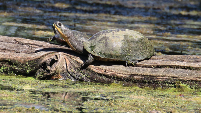 dorchester swamp with a turtle on a log in the water 
