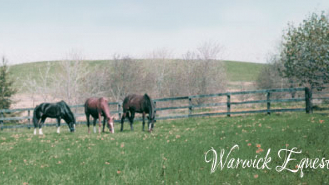 three horses eating grass on the field 