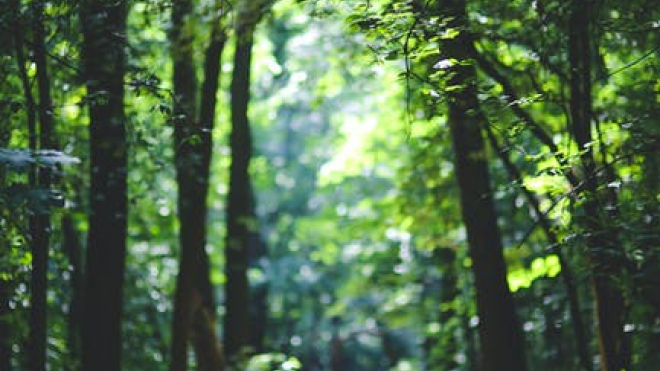 stock photo of trees