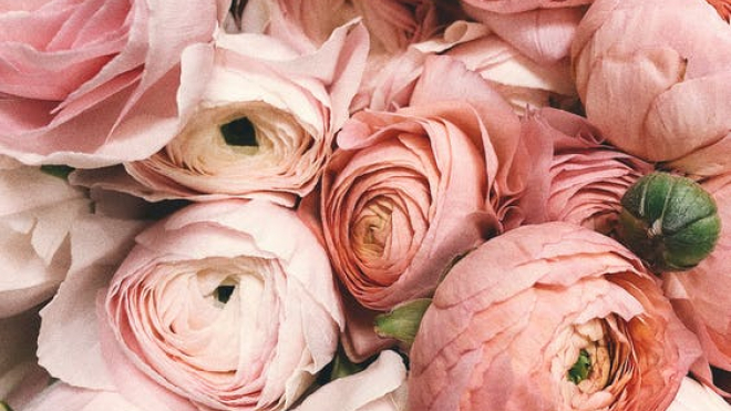 pink roses