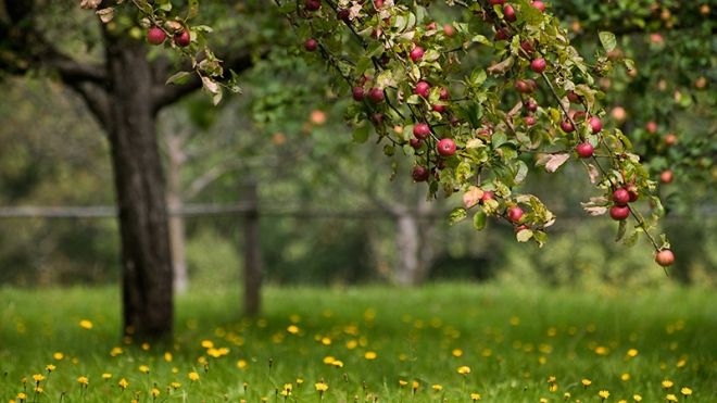 apple tree in the orchard at apple land