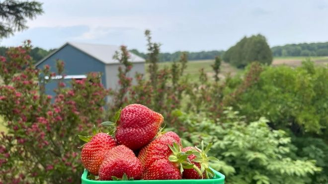 berries in a box