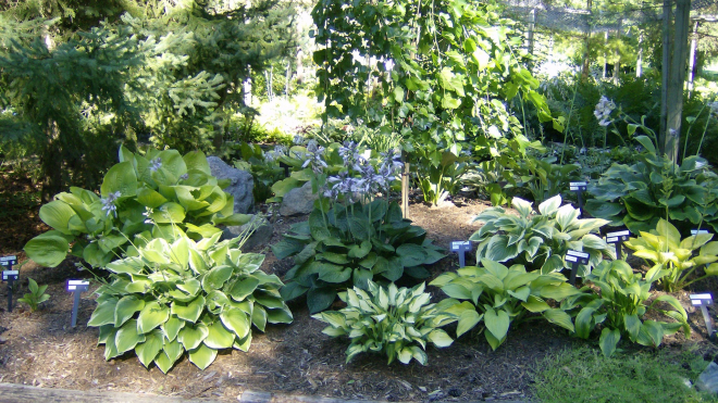 hosta choice garden bed 2 of greenery and different plants 