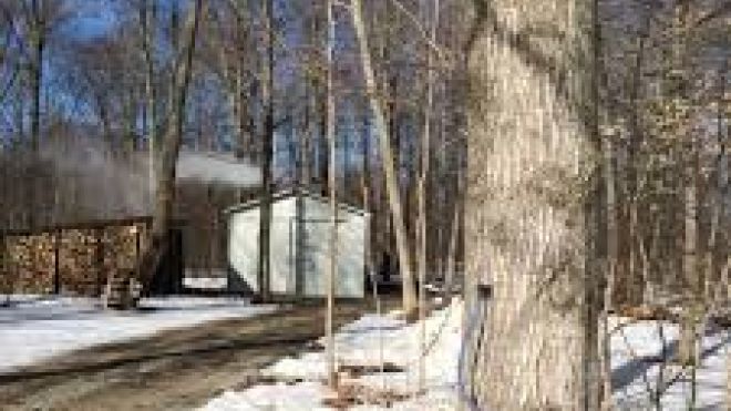 Maple syrup tapping