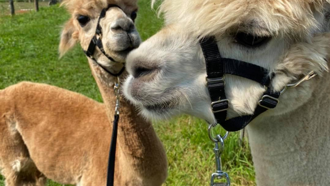 two alpacas from stoneligh farm 