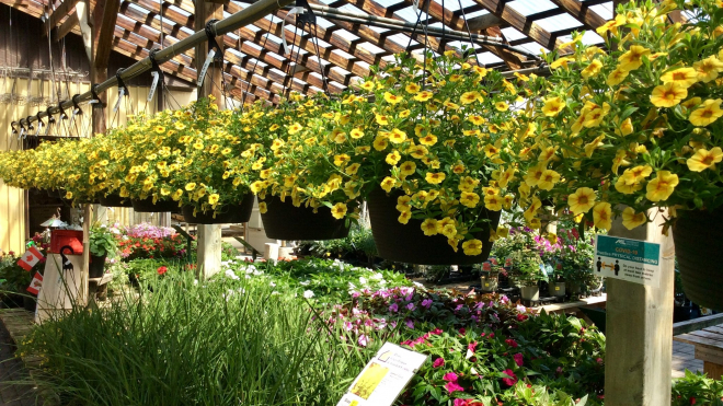a visual of inside thuss greenhouses showcasing the different flowers, flora and plants they have for sale 