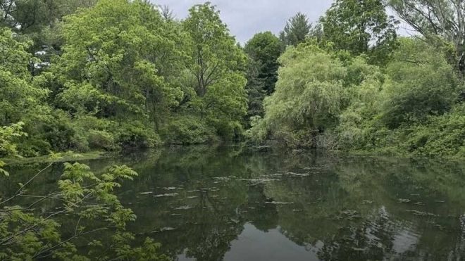 Trailcam photo of a small pond with trees reflecting off it from behind