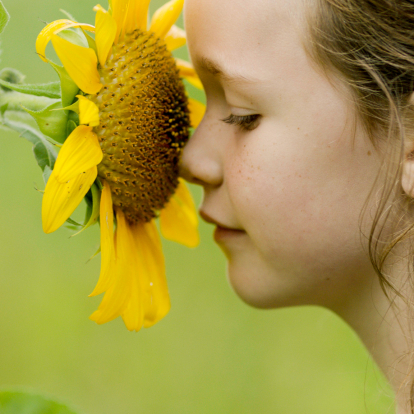 Little girl smelling a sunflower 