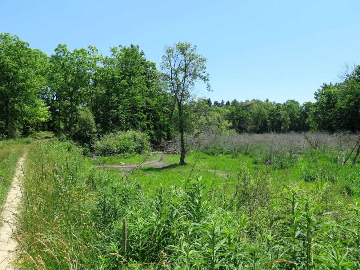 A grassy clearing on a sunny day off the Joany's Woods trail