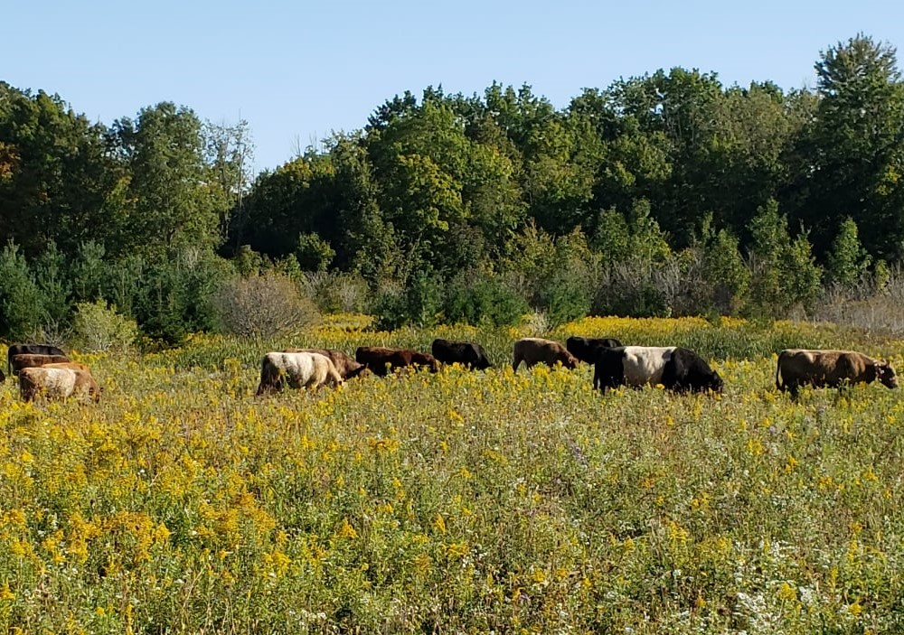 Cows on a pasture 