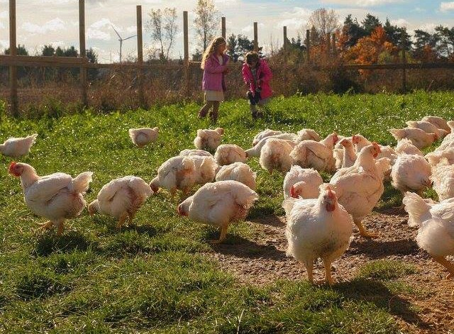 Two little girls and free range chickens 