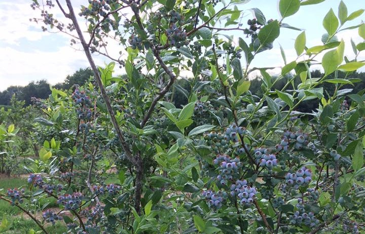 Blueberry fields