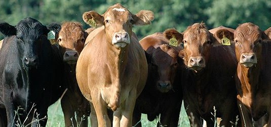 Cows of different colours 