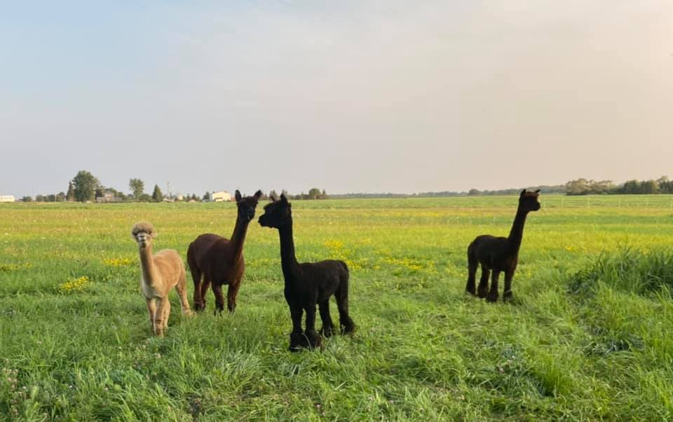 Alpacas on a green pasture 