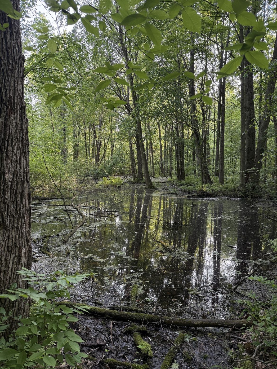 Skunk's Misery A photo showing the flooded area of woods adjacent to the trail