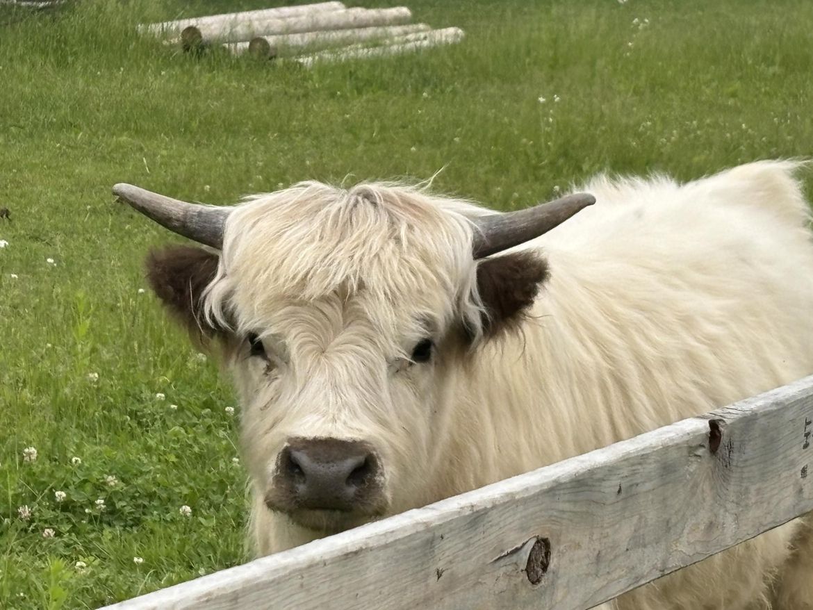 highland cow 