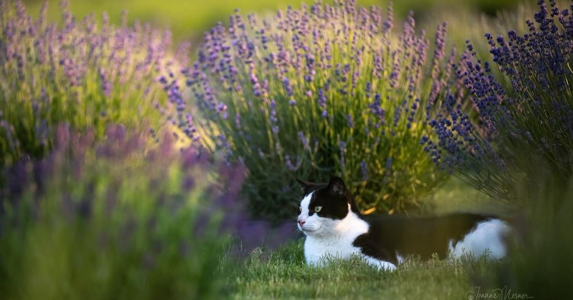 cat in lavender field