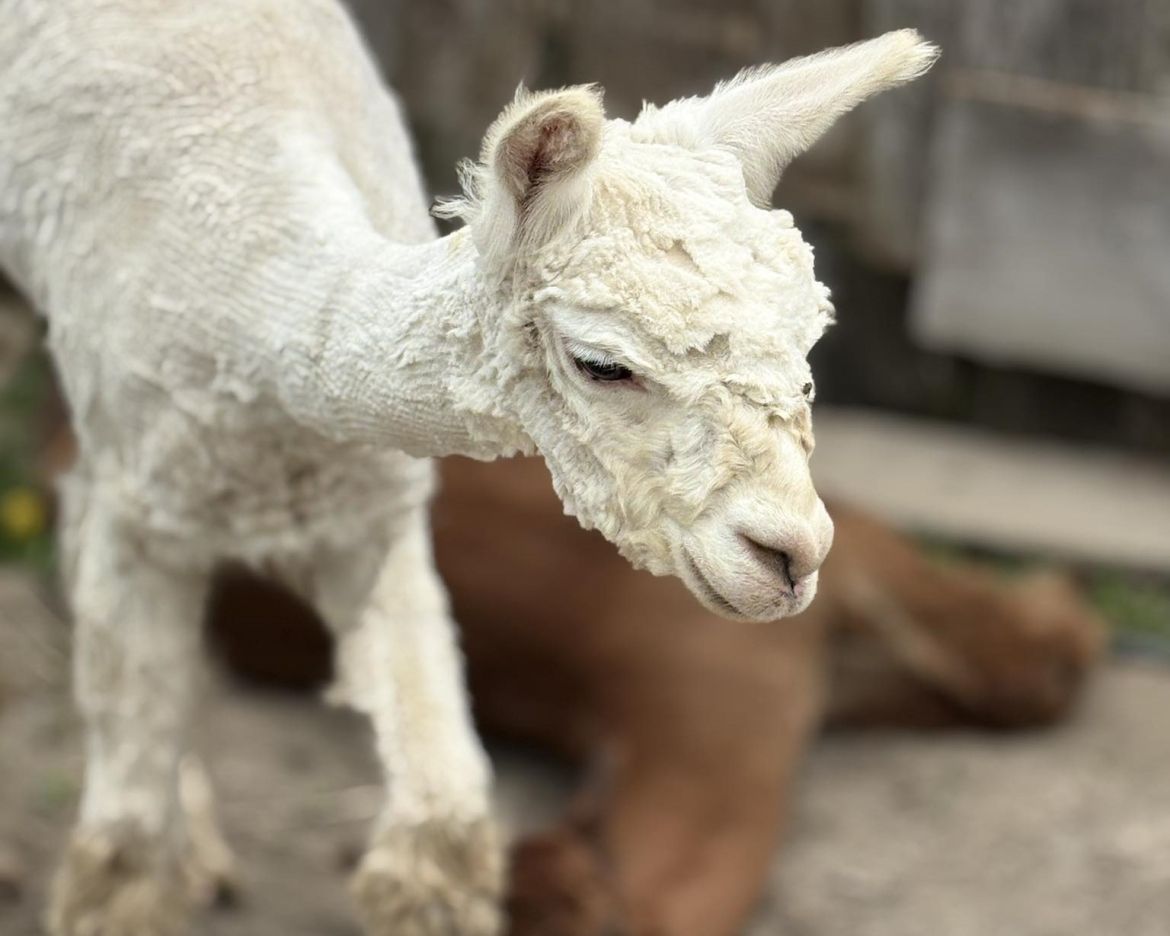 baby alpaca after a shave