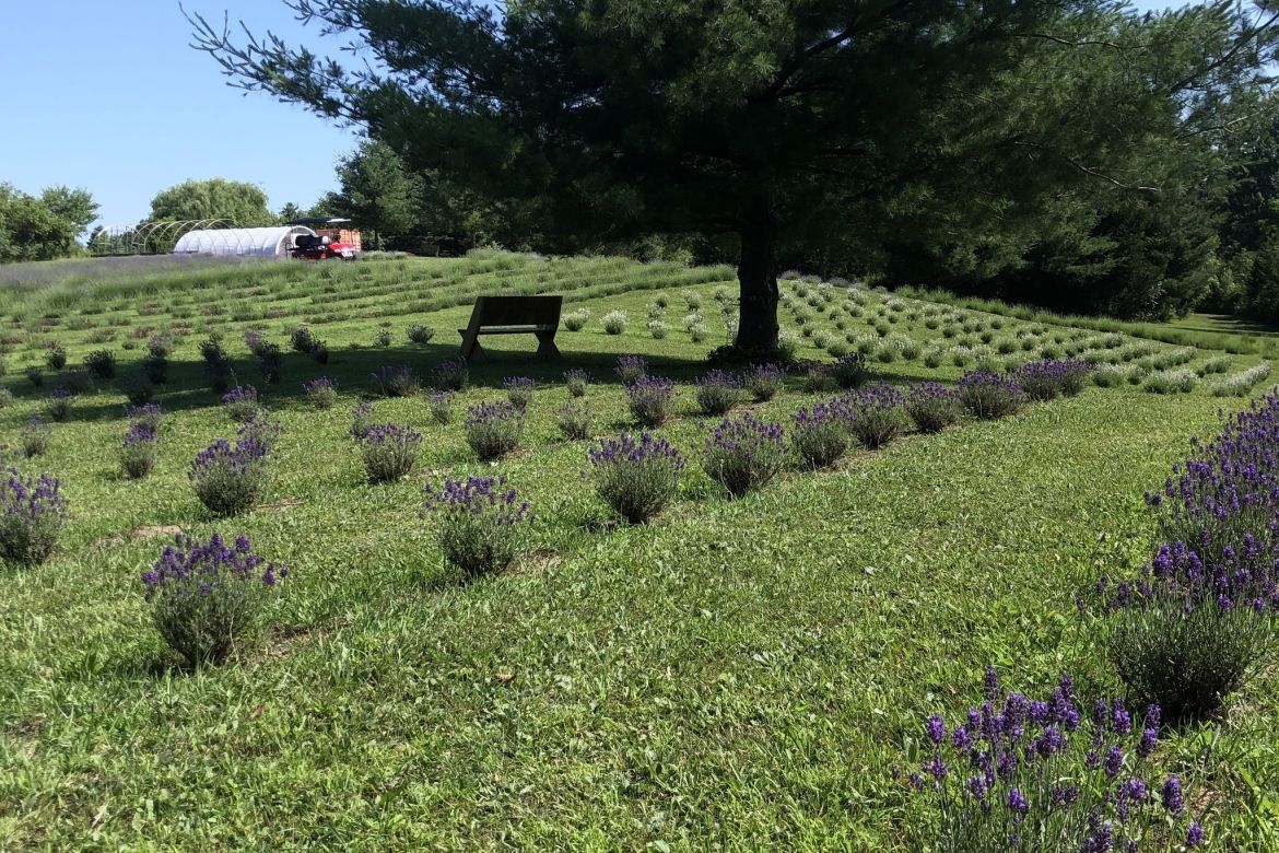 the lavender field at r & b