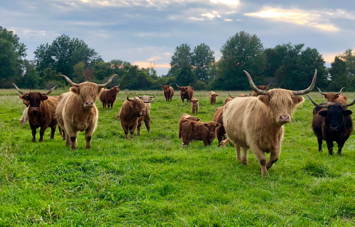 Numerous cows on a pasture