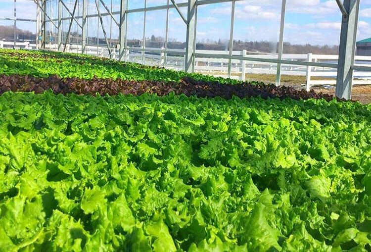 Greenhouse with lettuce