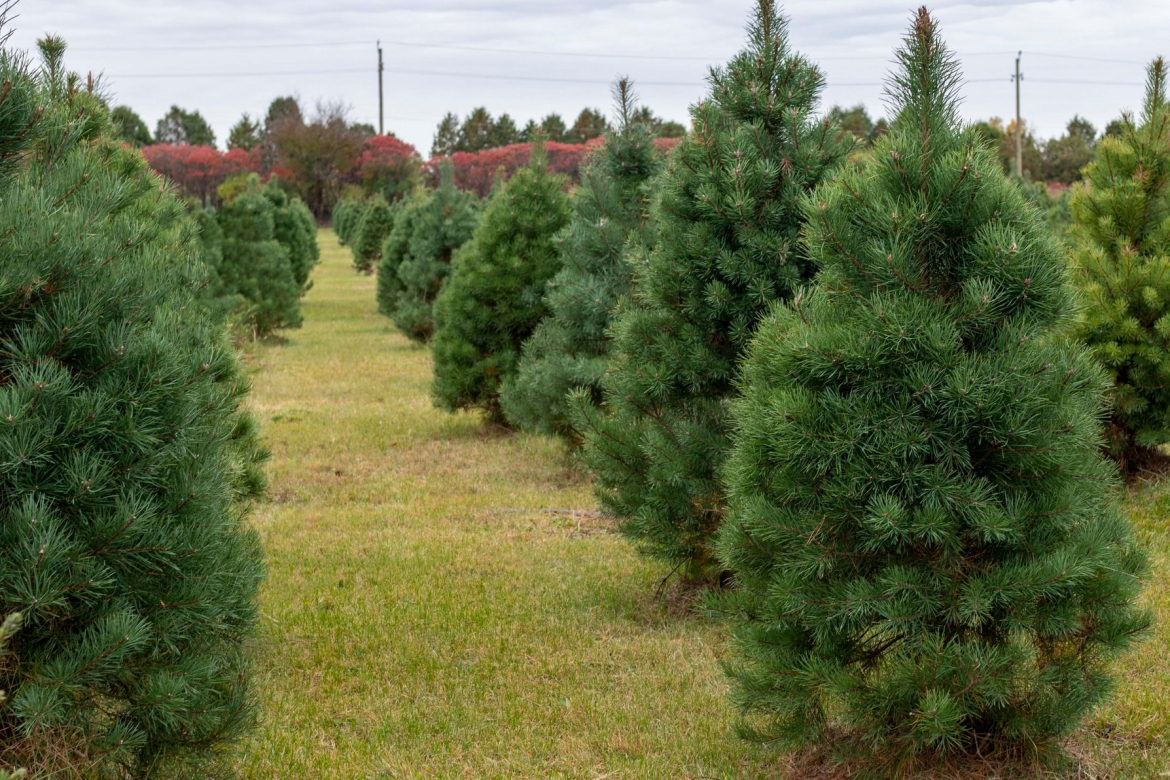 Linker's U Cut Christmas Trees and Live Reindeer Visit Middlesex