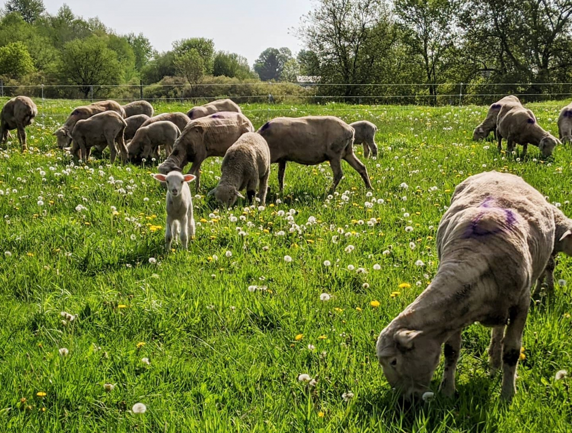 Sheep on a pasture 