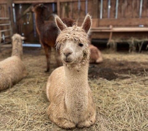 alpaca