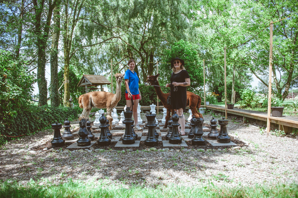 Two women walking alpaca in a giant chess set