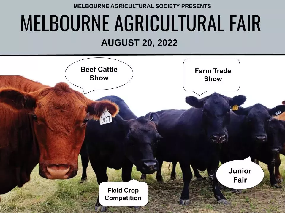 beef show