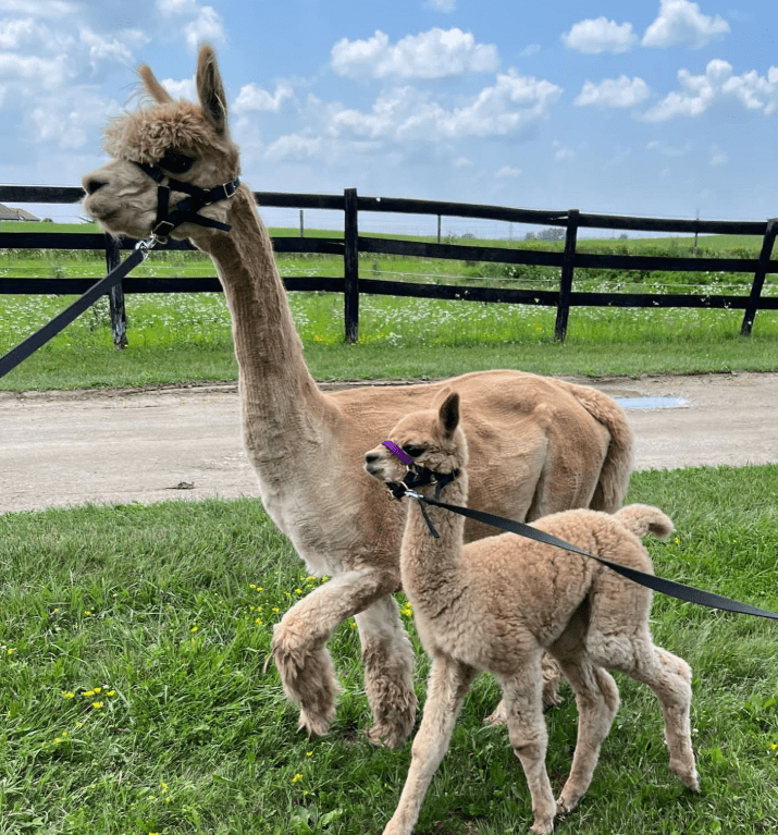 mama and baby alpaca in the field