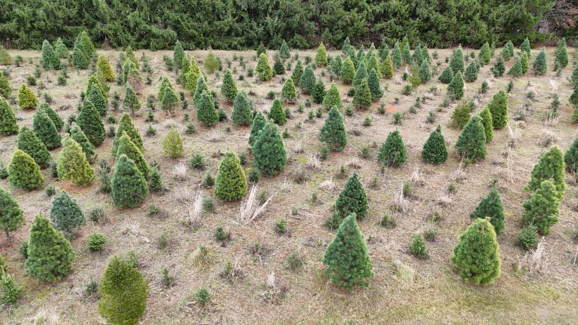 Christmas Tree Farm