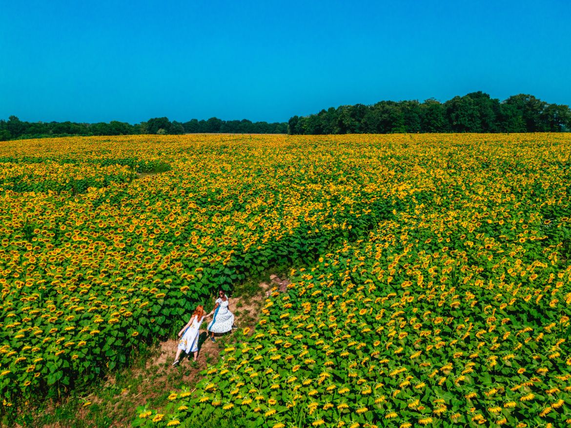 two women in a sunflower field