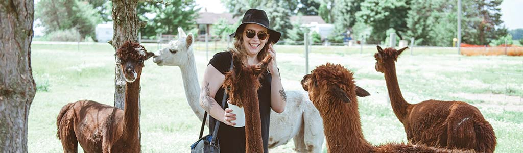 Woman feeding alpacas