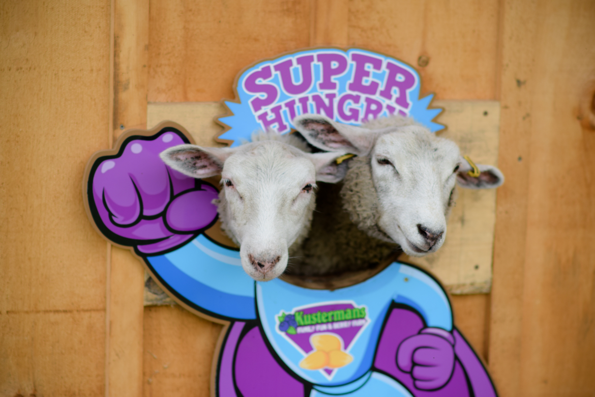 two goats poking their head through a cutout picture billboard