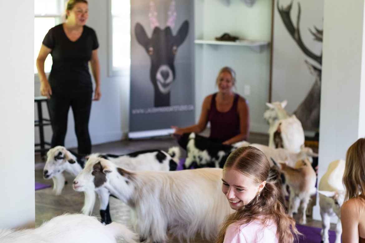 goat yoga