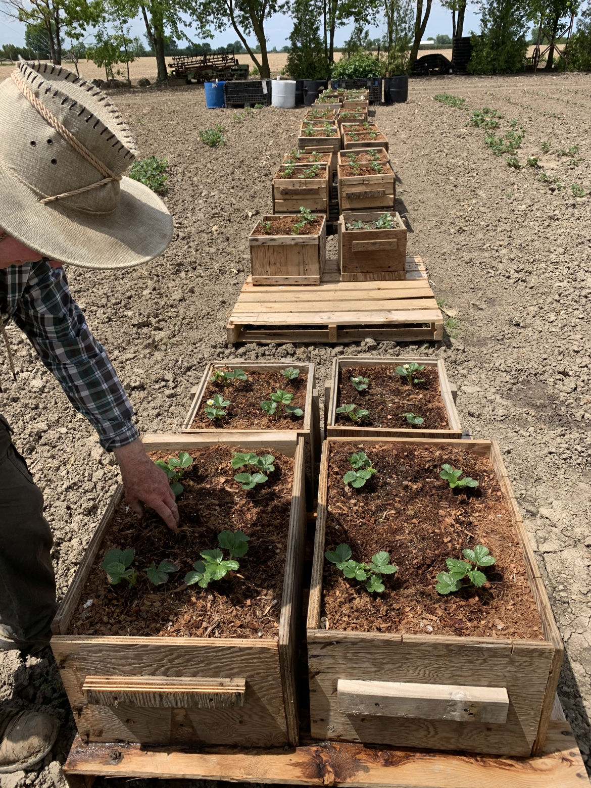 plant being grown in wooden bins at david skippers raspberry farm