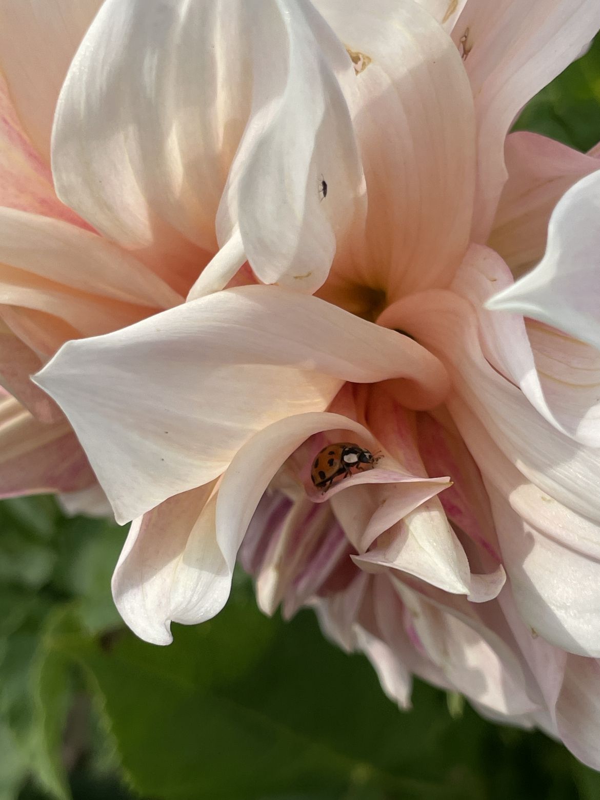 Dahlias