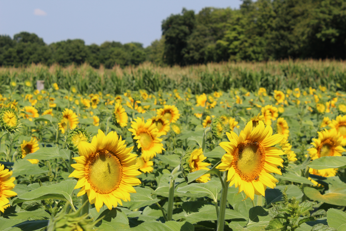 Field of sunflowers 