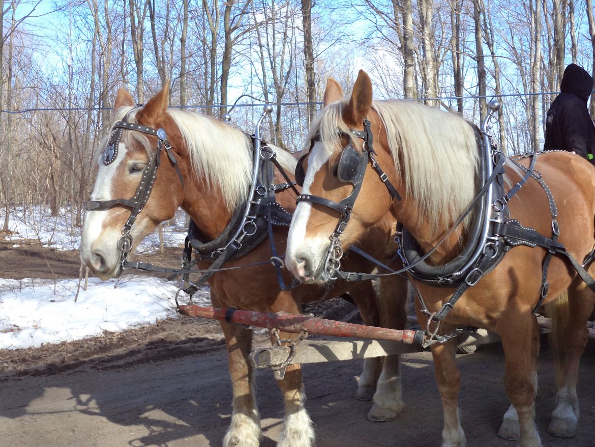 Horse and carriage ride 