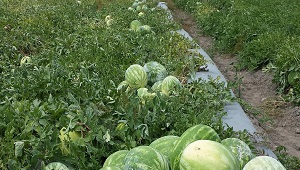 rows of melon plants