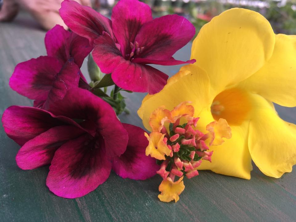 a dark pink and yellow flower beside each other