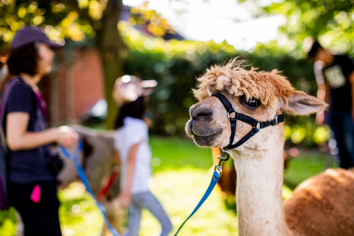 alpaca