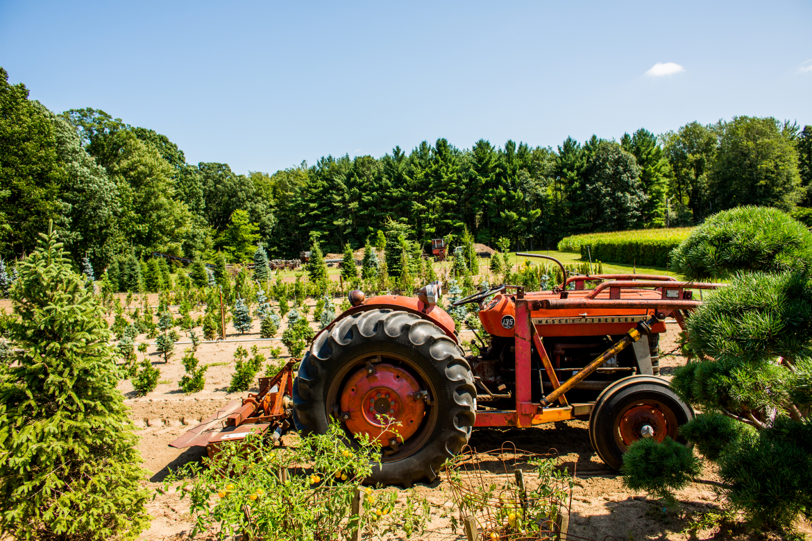 sabbe tree farm