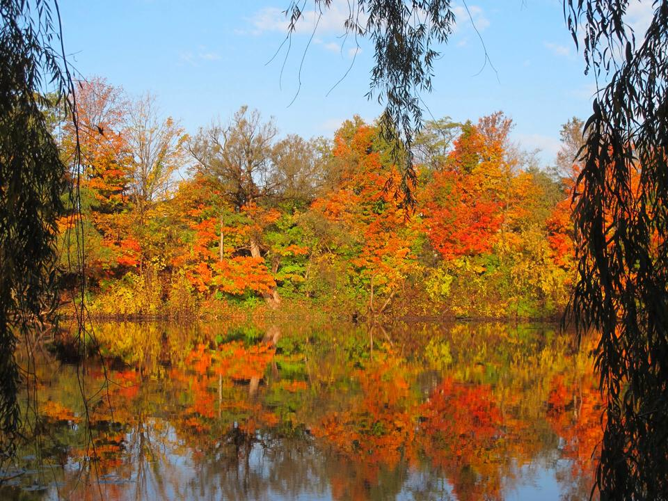 dorchester mill pond in the fall with the leaves changing 