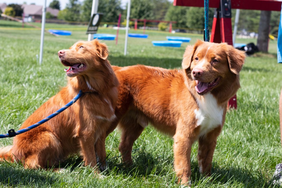 two dogs 