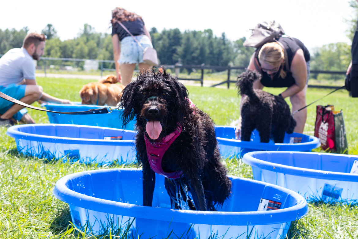dog in pool