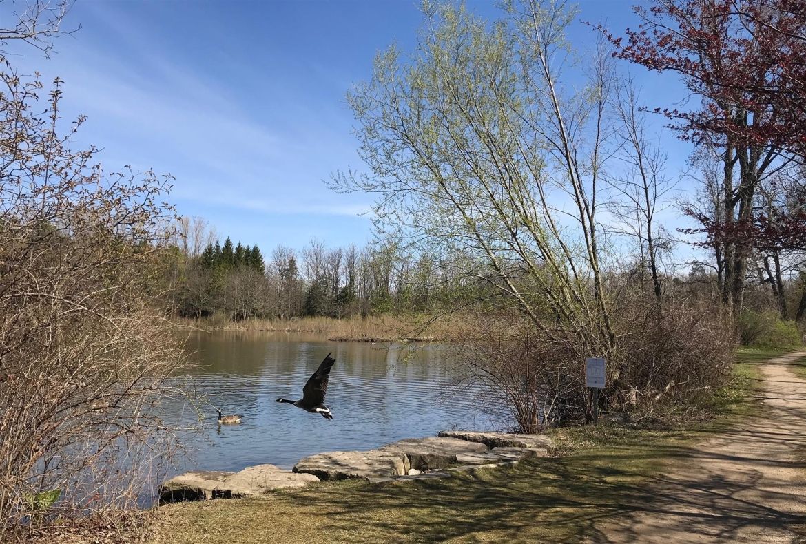 The view off the Rotary trail, showing a water lookout and bird flying on a sunny day